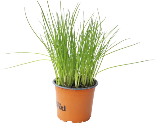 Pažitka v květináči