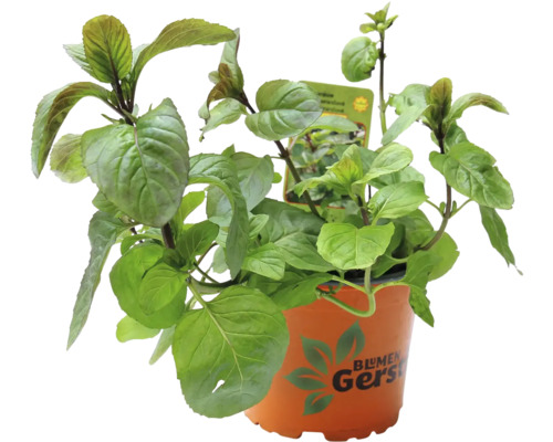 Máta v květináči značky Blumen Gersten