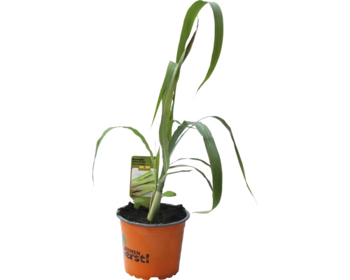 Citronová tráva v květináči