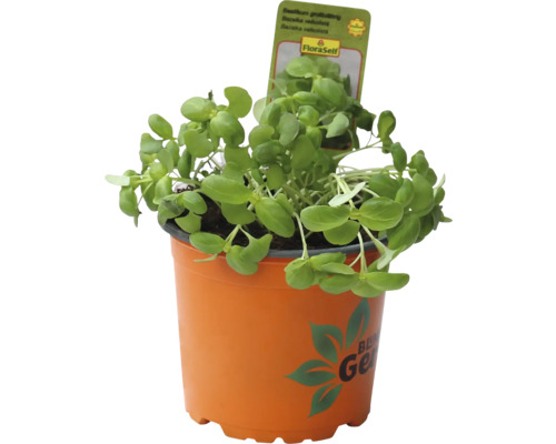 Rostlina bazalky v květináči