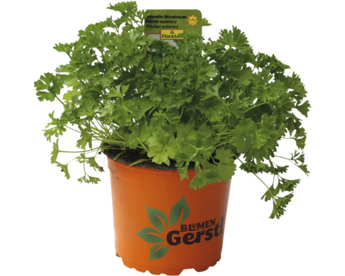 Kudrnatá petržel v květináči