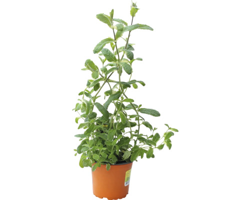 Rostlina máty v květináči