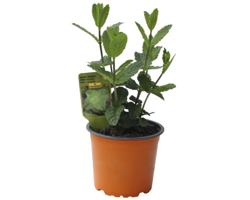 Máta Mojito v květináči