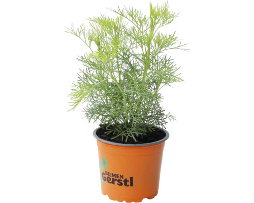 Bylina pelyněk kozalec v květináči