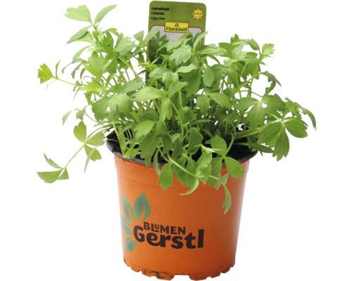 Libíček v květináči