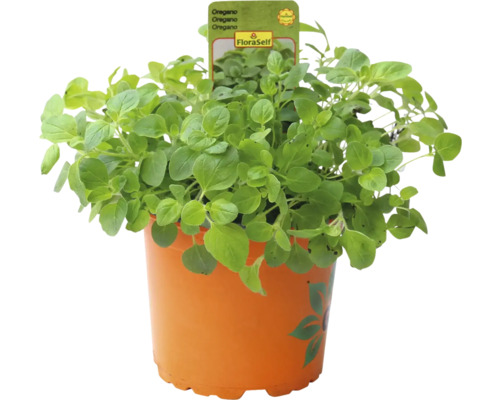 Oregano v květináči