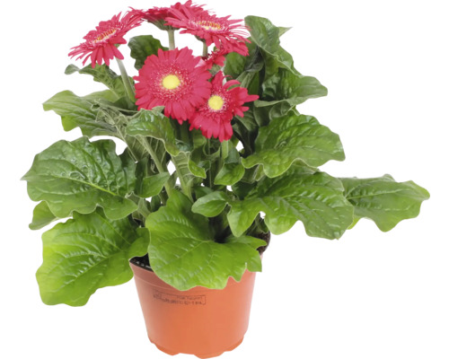 Gerbera rostlina v květináči s červenými květy