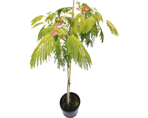 Albízie na kmínku FloraSelf Albizia julibrissin 'Ombrella' výška kmene 50-70 cm celková výška cca 80-100 cm květináč 7,5 l