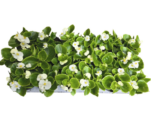 Begonie s bílými květy a zelenými listy