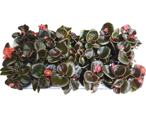 Begonie s květy a listy v misce