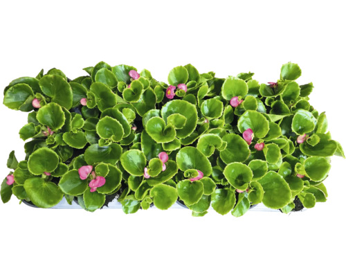 Begonie se zelenými listy a růžovými květy