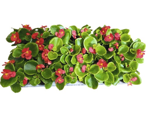 Begónie s červenými květy a zelenými listy