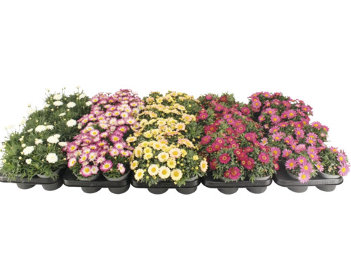 Různé kopretiny v květináčích