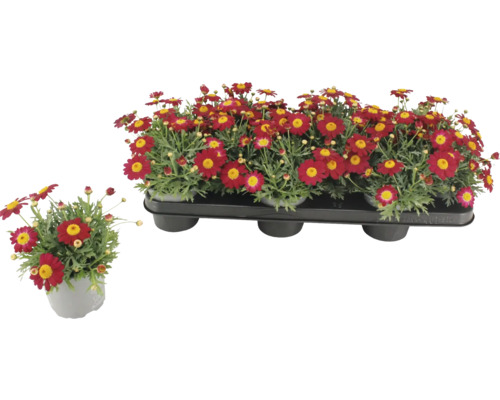 Kopretiny v květináči a v přepravním obalu