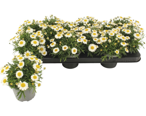 Sedmikrásky rostliny v květináči a v misce