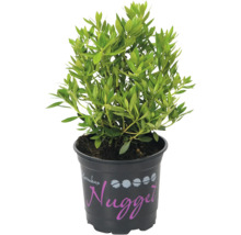 Rhododendron ''Nugget'' v květináči