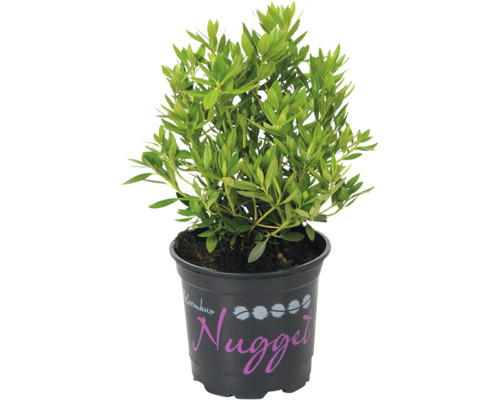 Pěnišník zakrslý alternativa zimostrázu/buxusu FloraSelf Rhododendron micranthum 'Nugget® by Bloombux' 5-10 cm květináč 11 cm 1 ks Rhododendron ''Nugget'' v květináči