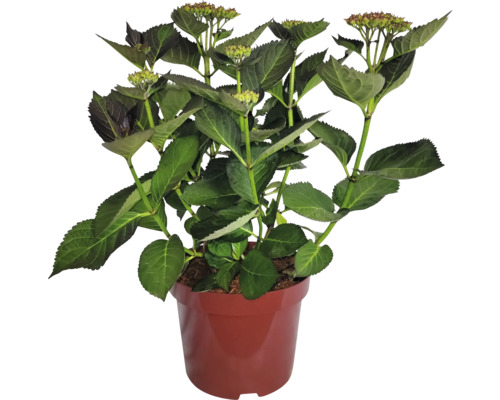 Rostlina hortenzie v květináči se zelenými listy a poupaty