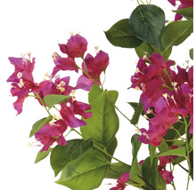 Větev bugenvileje s květy a listy