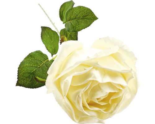 Dekorativní květ růže s listy