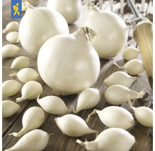 Bílé cibule a sazečky na dřevěném stole