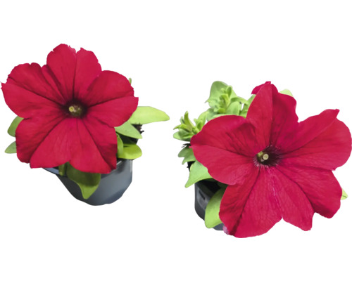 Dvě petúnie v květináči