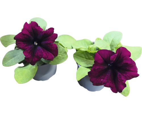 Dvě hrnkové petúnie s tmavě červenými květy a zelenými listy v květináčích