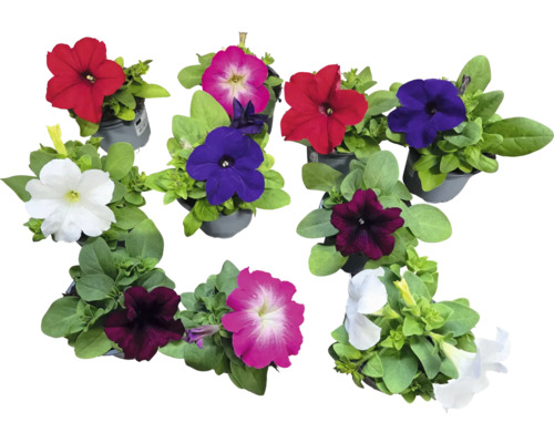 Petúnie Petunia surfinia květináč Ø 9 cm 1 ks, různé druhy
