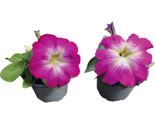 Dva petúnie v květináčích