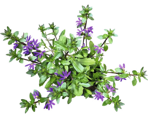 Scaevola Aemula vějířovka s listy a květy