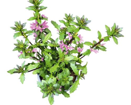 Scaevola rostlina se zelenými listy a fialovými květy v květináči