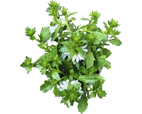 Scaevola rostlina s bílými květy a zelenými listy