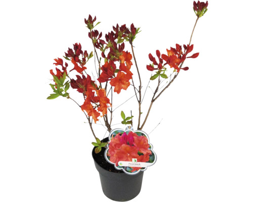 Azalka v květináči s červenými květy