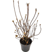 Rostlina v květináči s hnědými větvemi a poupaty