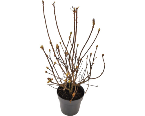 Rostlina v květináči s hnědými větvemi a poupaty
