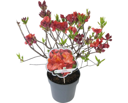 Azalka ''Juanita'' v květináči