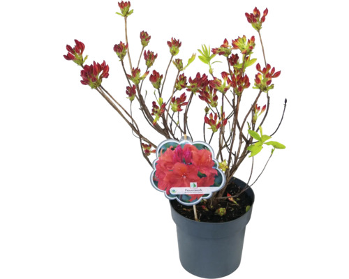 Azalka v květináči s poupaty a štítkem rostliny