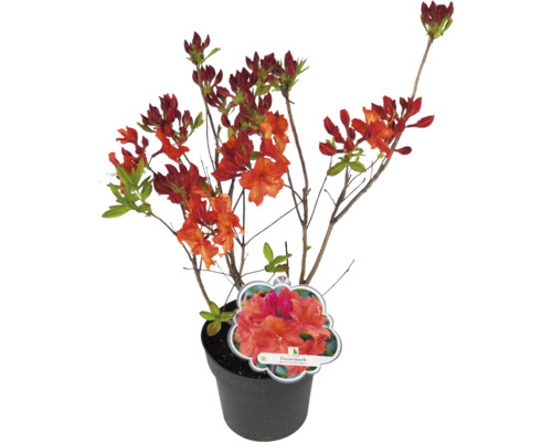 Azalka v květináči