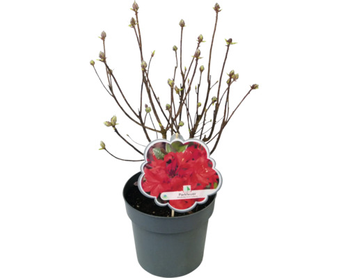 Rhododendron Parkfeuer v květináči