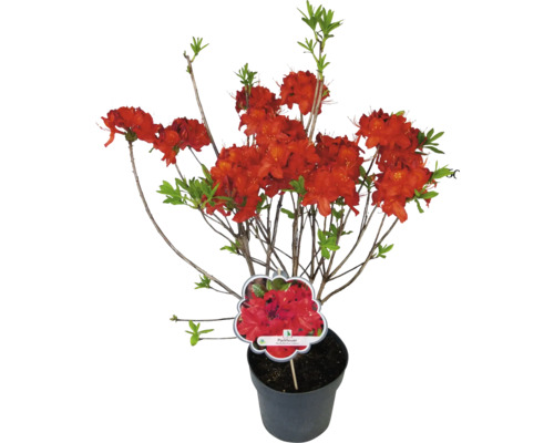 Japonská azalka Parkfeuer v květináči s červenými květy a zelenými listy.