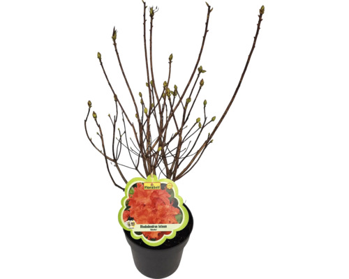 Rododendron v květináči s květinovou etiketou