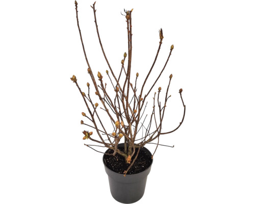 Mladá rostlina v květináči s malými výhonky