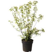 Pustoryl, jasmín zahradní, jasmín vonný FloraSelf Philadelphus 'Natchez' výška 60-80 cm květináč 4 l