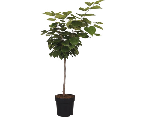 Jidášovec v květináči