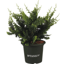 Cypřiš v květináči s logem Botanico