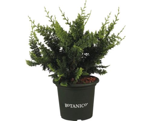 Cypřiš v květináči s logem Botanico