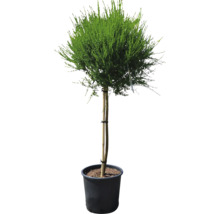 Čilimník, janovec metlatý na kmínku 80 cm FloraSelf Cytisus scoparius 'Golden Sunlight' celková výška 100-110 cm květináč 18 l žlutý
