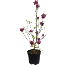 Magnolie v květináči s purpurově červenými květy
