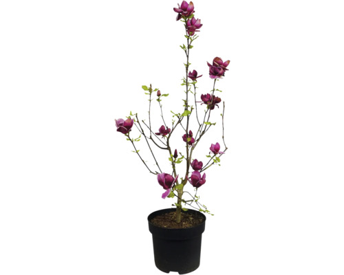 Magnolie v květináči s purpurově červenými květy