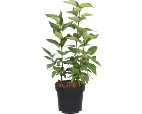 Šeřík ve květináči se zelenými listy